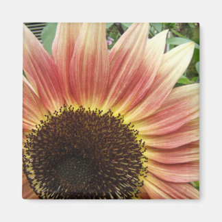 Flaming Sunflower ~ magnet