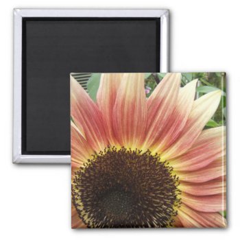 Flaming Sunflower ~ Magnet by Andy2302 at Zazzle