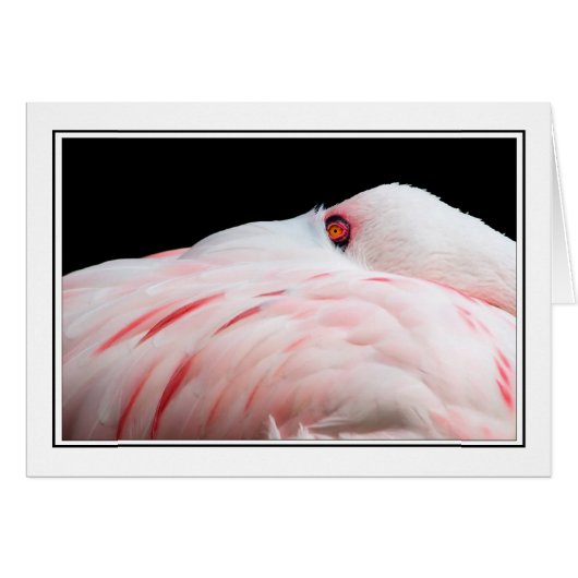 Flamingo (Front Horizontal)