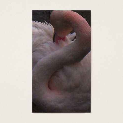 flamingo business cards