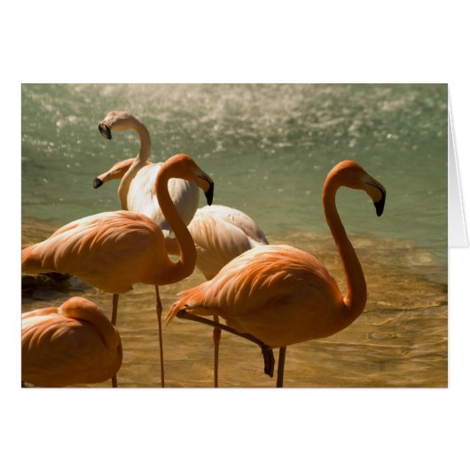 Flamingo (Front Horizontal)
