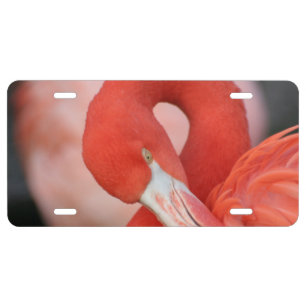 Flamingo 001 license plate