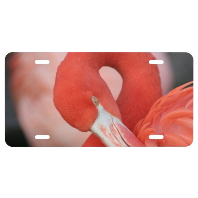 Flamingo 001 license plate (Front)