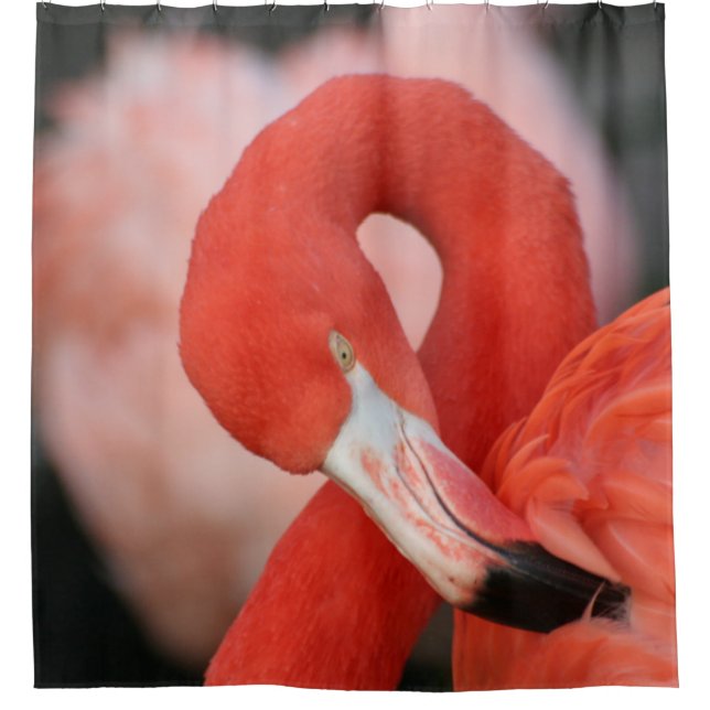Flamingo 001 shower curtain (Front)