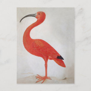 Flamingo - 17th C. Fine Art Postcard