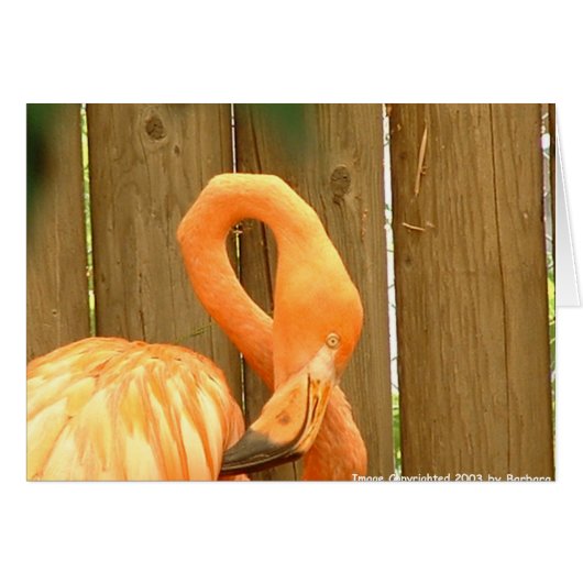 flamingo 1 cards (Front Horizontal)