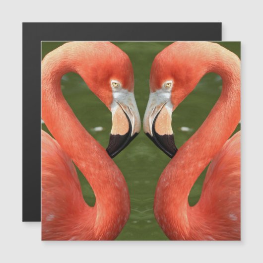 Flamingo_20170701_by_JAMFoto (Front/Back)