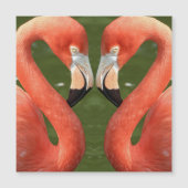 Flamingo_20170701_by_JAMFoto (Front)