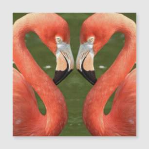 Flamingo_20170701_by_JAMFoto