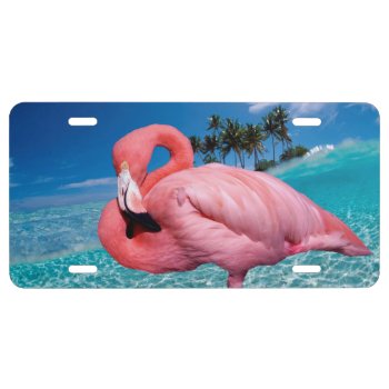 Flamingo And Palms License Plate by ErikaKai at Zazzle