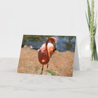 Flamingo Anyone? Card