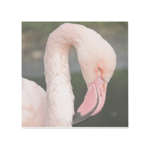 FLAMINGO ART PHOTOGRAPHY Gallery Wrap 12X12