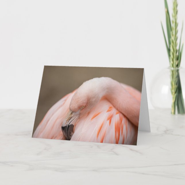 Flamingo at Rest Card (Front)