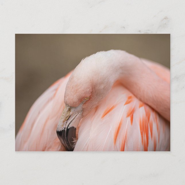 Flamingo at Rest Postcard (Front)