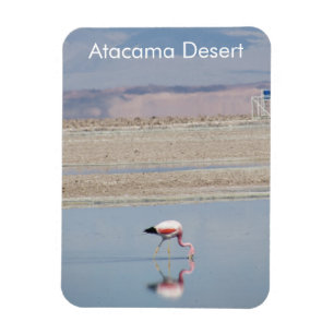 Flamingo Atacama Desert Flexible Magnet