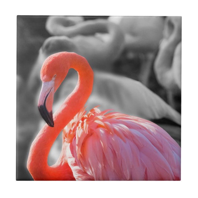 Flamingo Bird Photography Ceramic Tile (Front)