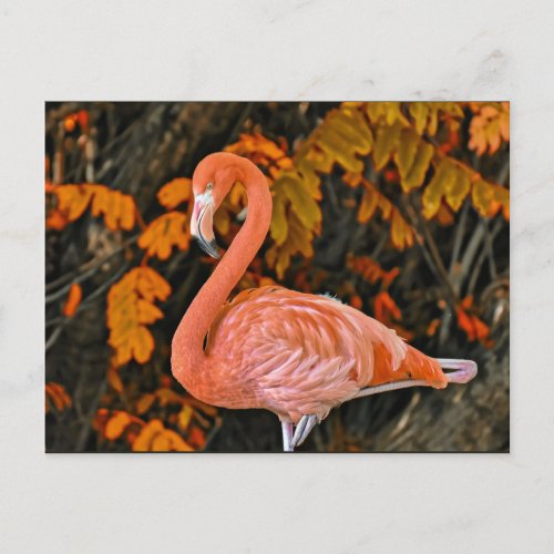 Flamingo Bird Postcard