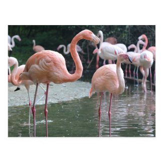 Flamingo Birds Postcard