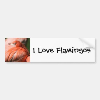 Flamingo Bumper Sticker by lynnsphotos at Zazzle