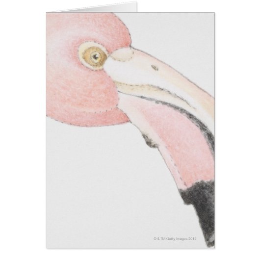 Flamingo Cards (Front)