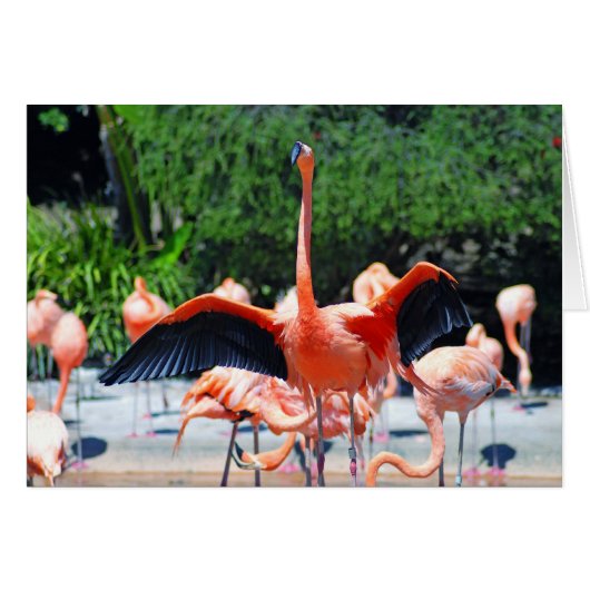 Flamingo Cards (Front Horizontal)