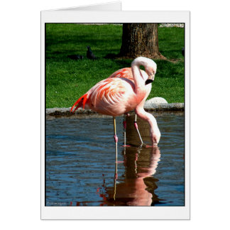 Flamingo Cards