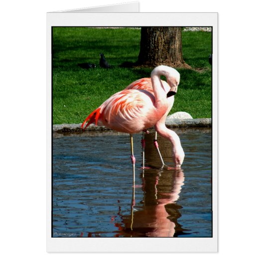 Flamingo Cards (Front)