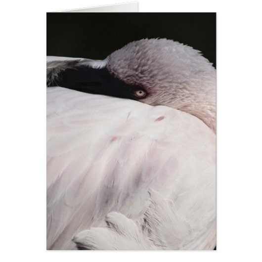 Flamingo Cards (Front)