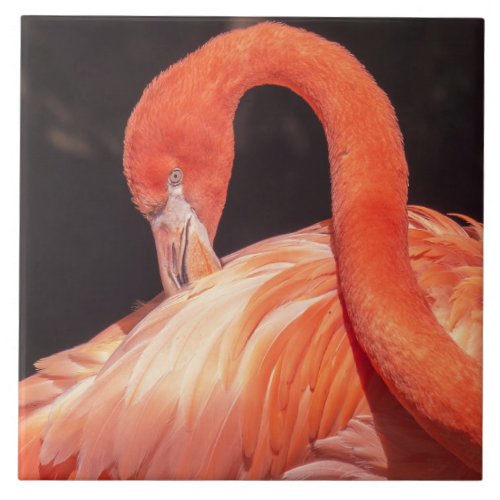 Flamingo Ceramic Tile