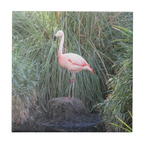 Flamingo Ceramic Tile