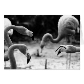 Flamingo Chatter Cards
