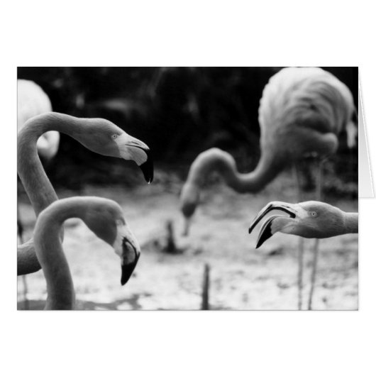 Flamingo Chatter Cards (Front Horizontal)