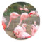 FLAMINGO CITY