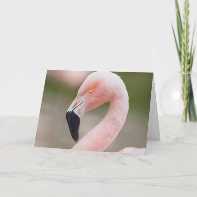 Flamingo Close Up Card (Front)