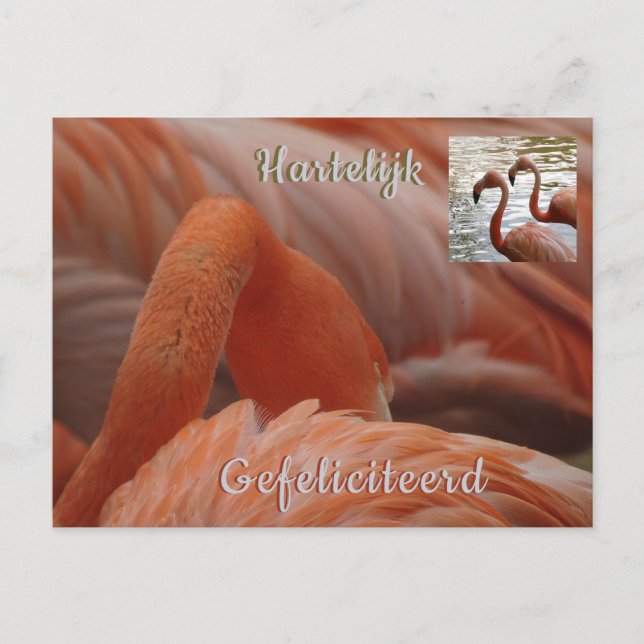 Flamingo Close Up Happy Birthday Postcard (Front)