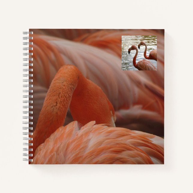 Flamingo Close Up Notebook (Front)