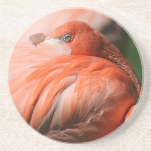 Flamingo Coaster