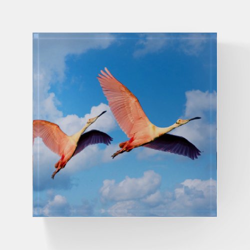 Flamingo Couple Flying in Sunny Sky Paperweight