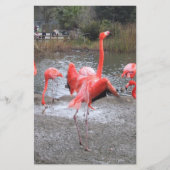 flamingo dance (Front)