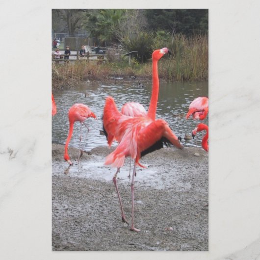 flamingo dance (Front)