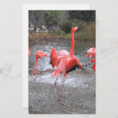 flamingo dance (Front/Back)