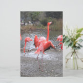 flamingo dance (Standing Front)