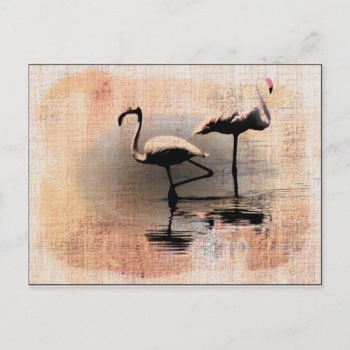Flamingo Dreams Postcard