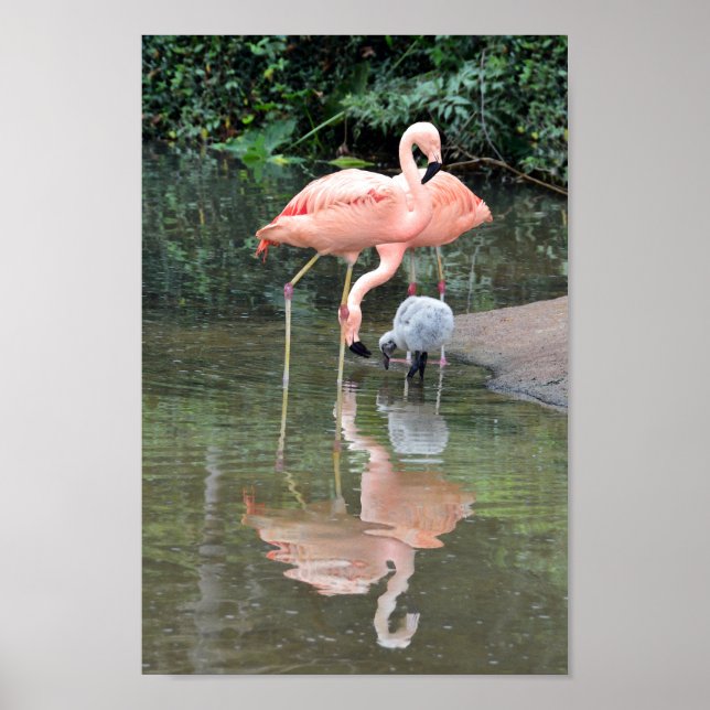 Flamingo Family Wading Poster (Front)