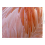 Flamingo Feathers in Shades of Pink Card