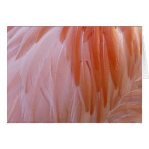 Flamingo Feathers in Shades of Pink Cards