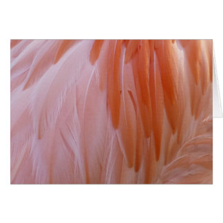 Flamingo Feathers in Shades of Pink Cards