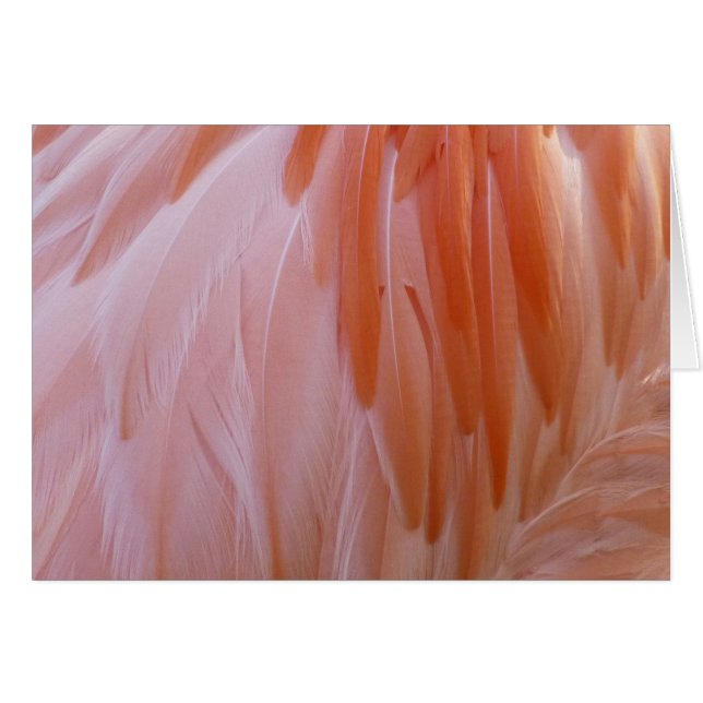 Flamingo Feathers in Shades of Pink Cards (Front Horizontal)