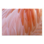 Flamingo Feathers in Shades of Pink Photo Print