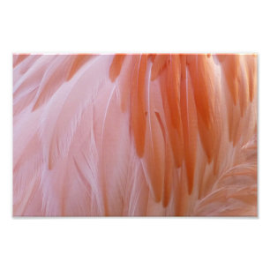 Flamingo Feathers in Shades of Pink Photo Print